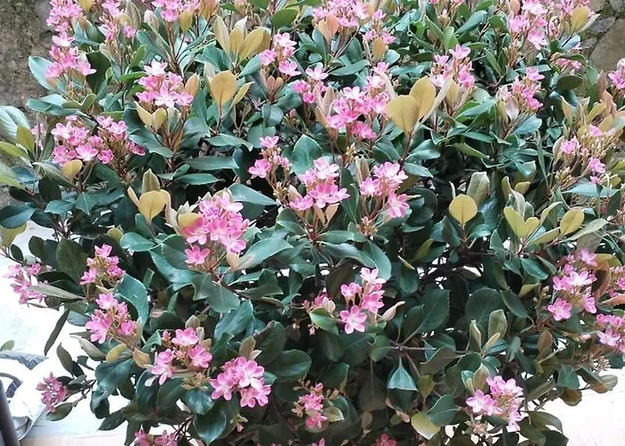 Apartman Thelozzashome *