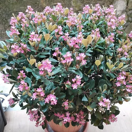 شقة Thelozzashome *